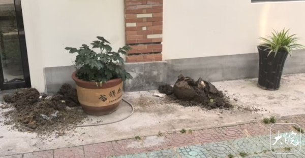 股票加杠杆具体步骤 肥东一男子偷花，嫌盆太重打碎盆倒掉土_大皖新闻 | 安徽网